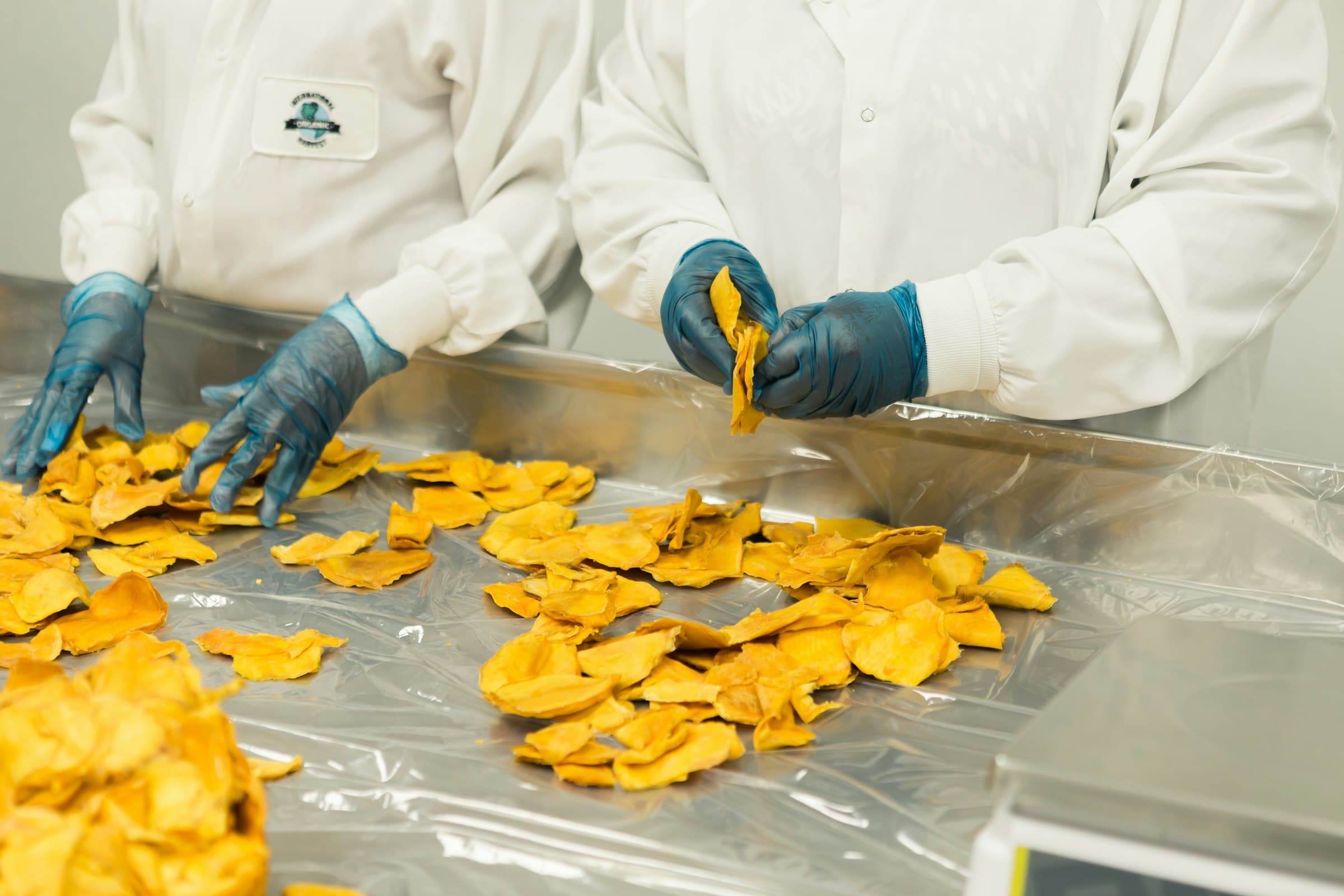 Two food-processing staff in hygienic coats and gloves sorting dried fruit by hand